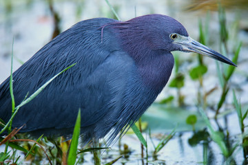 Little Blue Heron in a swampy area