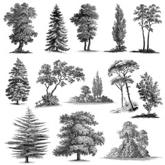 Set of 13 Hand drawn Vintage Trees - obrazy, fototapety, plakaty