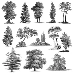 Fotobehang Set of 13 Hand drawn Vintage Trees © pingebat