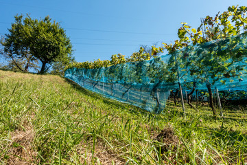 Schutznetz an Weinreben