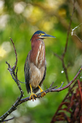 Green heron sitting on a tree