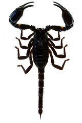 Scorpion Pandinus imperator