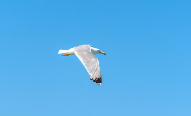 Seagull is flying and soaring over blue sea.