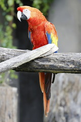 macaw parrot © bmatrix