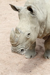 rhinoceros white