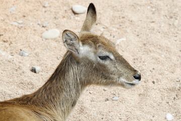 antelope