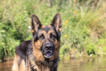 Wet dog german shepherd in a water in a summer day