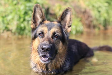 Wet dog german shepherd in a water in a summer day