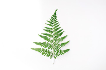 fern branch isolated on white background. flat lay, top view