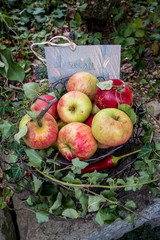 Frisch geerntete Äpfel