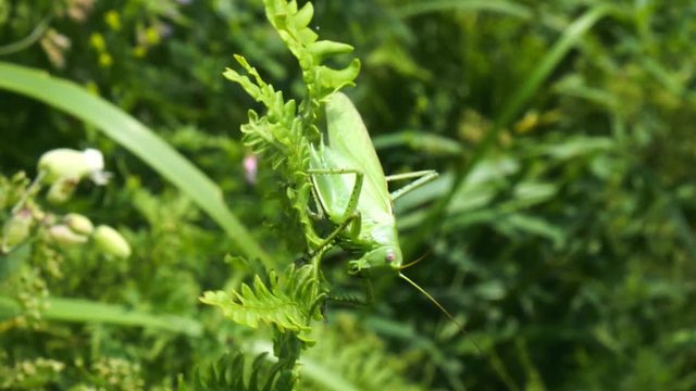 big Green Bush-Cricket (Tettigonia viridissima) in nature. grasshopper met in  mountains on a green stem
