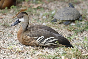 goose