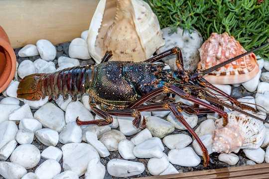 Langouste
Langouste de la R&eacute;union