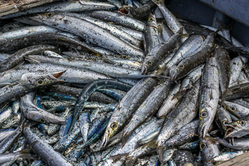 Pêche-cavale
Pêche cavale à l'île de la Réunion