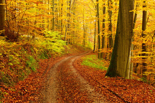 Fototapeta Winding Dirt Road through Forest of Beech Trees in Autumn, Leaves Changing Colour