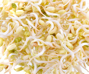 bean sprouts  on white background