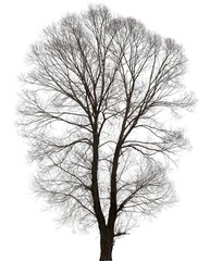 large bare tree without leaves. Isolated over white background.