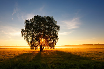 Birch Tree on Meadow at Sunrise, Sunbeams through Morning Fog