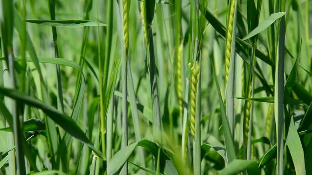 stems of young wheat close-up
