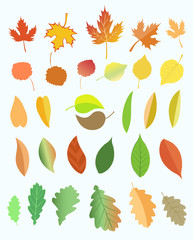 Fototapeta premium Autumn leaves.