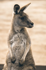 Australian kangaroo outdoors during the daytime.