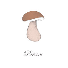 Sketch  Porcini mushroom. Boletus edulis. White fungus. vector i