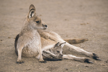 Naklejka na ściany i meble Australian kangaroo outdoors during the daytime.