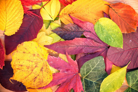 Background of colorful autumnal leaves close up