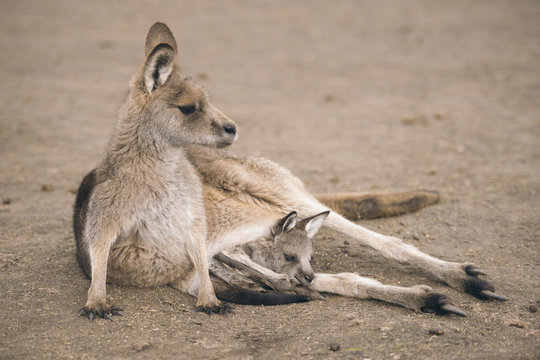 Australian kangaroo outdoors during the daytime.