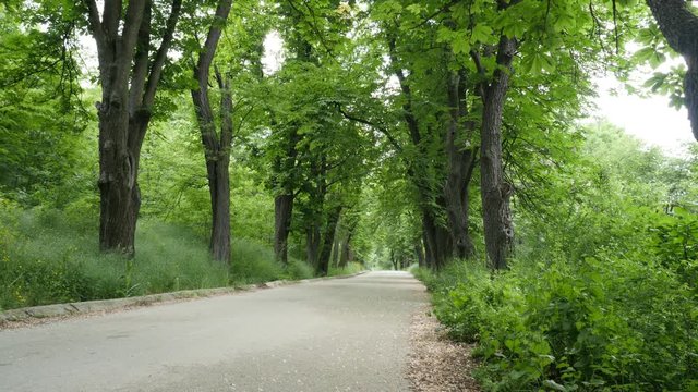 Walkway leading through the forest beautiful nature of Kraljevica hill 4K 2160p 30fps UHD tilting footage - Slow tilt on alley near Zajecar Serbia 4K 3840X2160 UltraHD video 