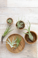 エアープランツ　チランジア