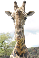 Detail of the head of a giraffe with a cloudy sky in the background