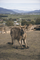 Group of Australian kangaroos outdoors during the day.