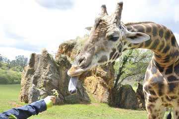 Child giving a branch to a giraffe for eating