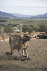 Group of Australian kangaroos outdoors during the day.