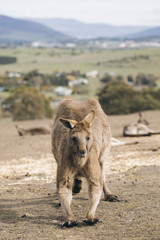 Fototapeta na wymiar Group of Australian kangaroos outdoors during the day.