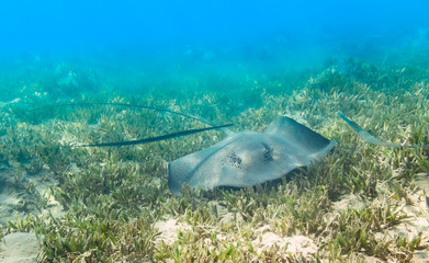 Blue Spotted stingray.