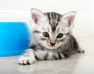 Fototapeta na wymiar Cute American shorthair cat kitten with copy space