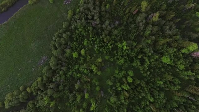 Aerial shoot of the forest. Camera moving forward to the ground and turning