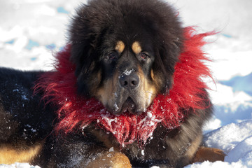 Portrait of the huge Tibetan mastiff in red collar