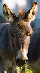 Donkey Eating Green Grass