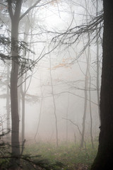 Fog in the forest and the trail