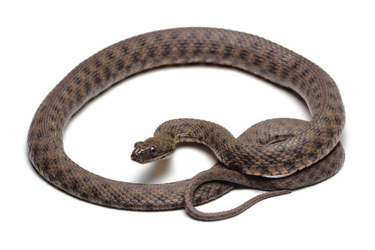 Dice snake (Natrix tessellata) isolated on white