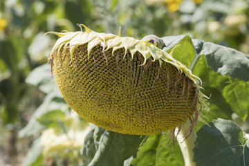 sunflower in the garden