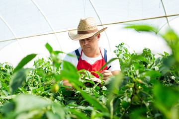 Agricultural engineer working in the greenhouse