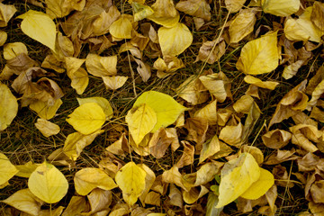 autumn leaves in a city park