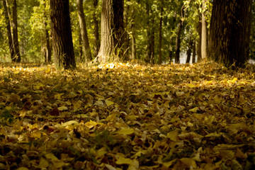 autumn leaves in a city park