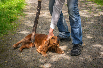 Man holds a stick in hand and he wants to hit the dog