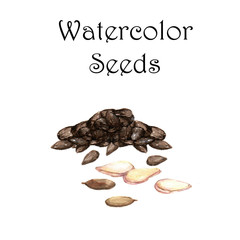 Hand-drawn watercolor illustration of watercolor seeds - sunflower and pumpkin seed. Isolated on the white background