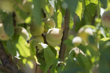 cultivation of peach